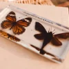 Our Earth Life Specimen // Butterfly & Moth Set> Educational Play