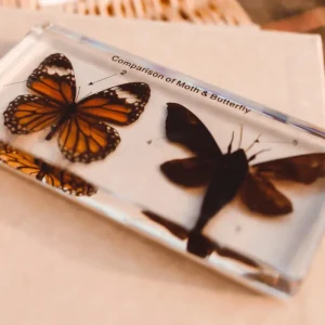Our Earth Life Specimen // Butterfly & Moth Set> Educational Play