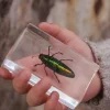 Our Earth Life Specimen // Jewel Beetle> Bestsellers | Educational Play