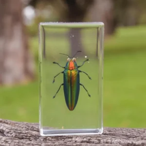 Our Earth Life Specimen // Jewel Beetle> Bestsellers | Educational Play
