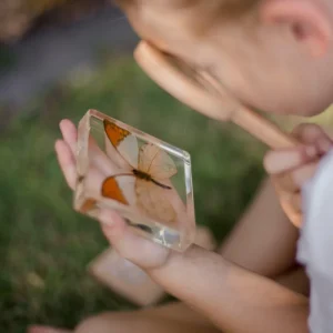 Our Earth Life Specimen // Orang-Tipped Butterfly> Educational Play