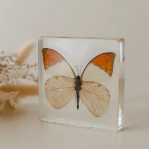Our Earth Life Specimen // Orang-Tipped Butterfly> Educational Play