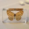 Our Earth Life Specimen // Spotted Butterfly> Bestsellers | Educational Play